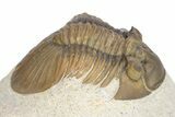 Hollardops Trilobite With Scabriscutellum - Multi-Toned Shell #251434-6